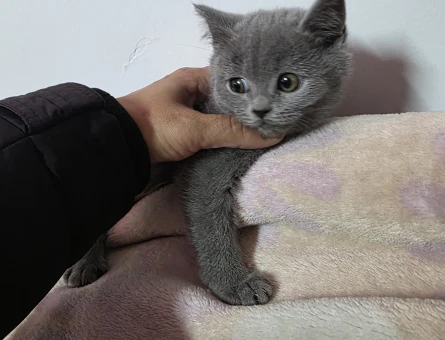 Minnoşlarım teslime hazır - 10834