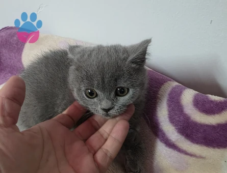 Minnoşlarım teslime hazır - 10834 - Görsel 4