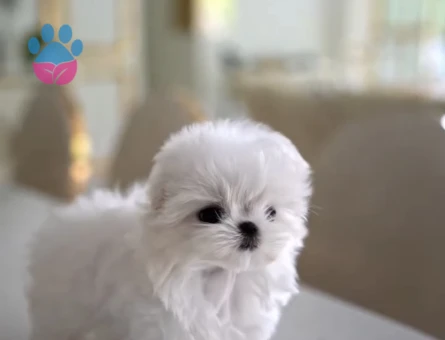 Kar Beyaz Kore Maltese Terrier Yavrularimiz - 10835 - Görsel 3