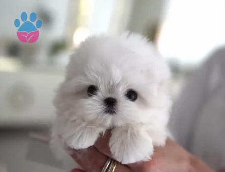 Kar Beyaz Kore Maltese Terrier Yavrularimiz - 10835 - Görsel 2