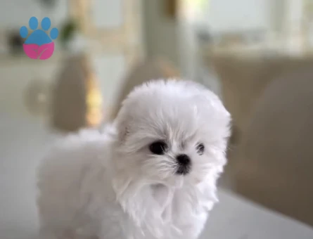 Kar Beyaz Kore Maltese Terrier Yavrularimiz - 10835 - Görsel 4