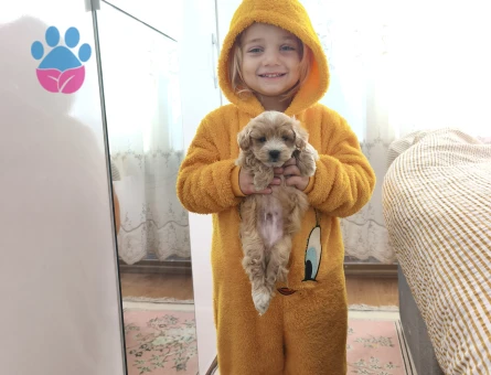 3 kilo garantili bal 🍯 böcekleri - 10836