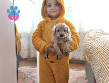 3 kilo garantili bal böcekleri - 10836 - Görsel 4