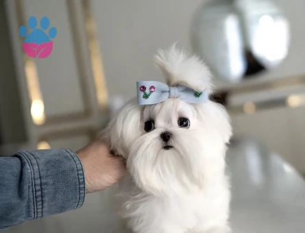 Maltesse Terrier Cinsi Güzel Yavrular - 10837 - Görsel 2