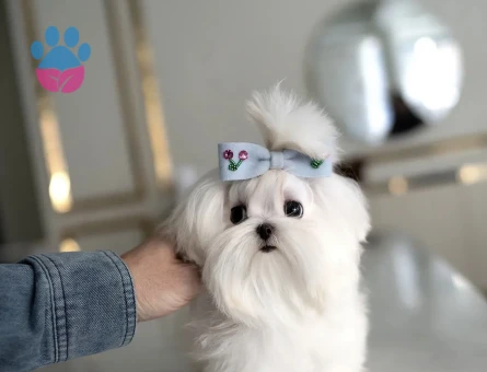 Maltesse Terrier Cinsi Güzel Yavrular - 10837 - Görsel 4