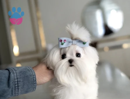 Maltesse Terrier Cinsi Güzel Yavrular - 10837 - Görsel 3