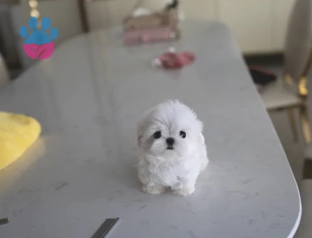 Maltese Terrier Cinsi Yavrular - 10839 - Görsel 3