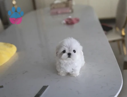 Maltese Terrier Cinsi Yavrular - 10839 - Görsel 2
