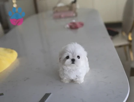 Maltese Terrier Cinsi Yavrular - 10839 - Görsel 4
