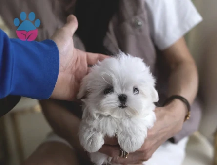 Beyaz Maltese Terrier Cinsleri - 10840 - Görsel 2