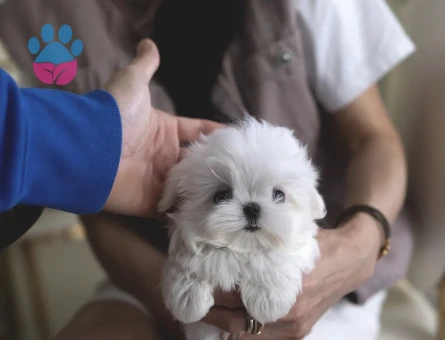 Beyaz Maltese Terrier Cinsleri - 10840 - Görsel 4