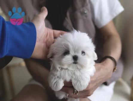 Beyaz Maltese Terrier Cinsleri - 10840 - Görsel 3