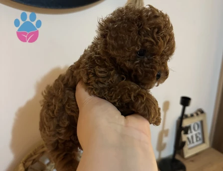 25 Aylık Erkek Kore Poodle - 10842 - Görsel 2