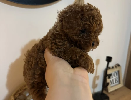 2,5 Aylık Erkek Kore Poodle - 10842