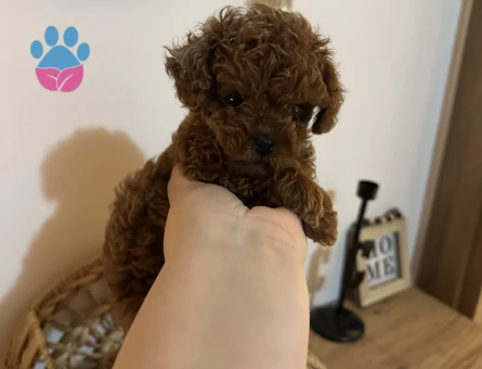 25 Aylık Erkek Kore Poodle - 10842 - Görsel 3