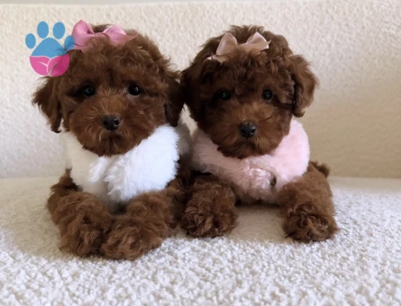 Safkan Poodle yavruları - 10844