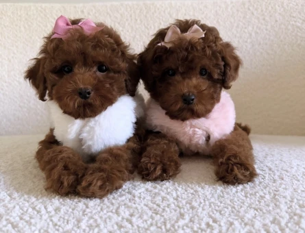 Safkan Poodle yavruları - 10844