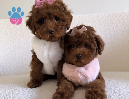 Safkan Poodle yavruları - 10844 - Görsel 2