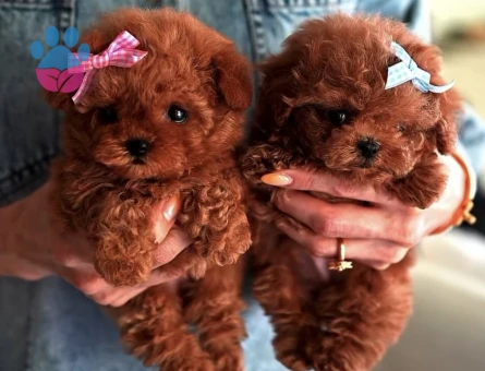 KORE POODLE YAVRULARI - 10845