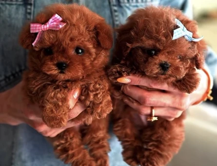 KORE POODLE YAVRULARI - 10845
