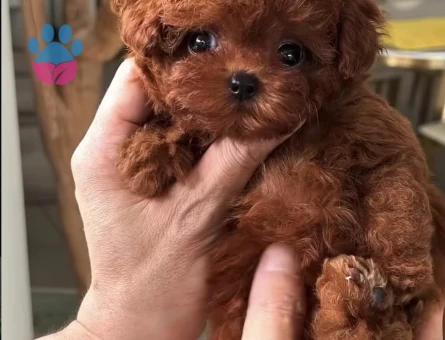 KORE POODLE YAVRULARI - 10845 - Görsel 3