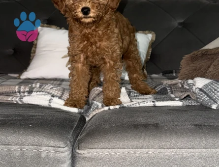 Poodle - 10846 - Görsel 2