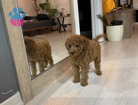 Poodle - 10846 - Görsel 3