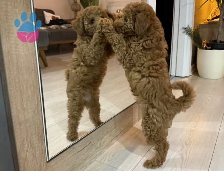 Poodle - 10846 - Görsel 5