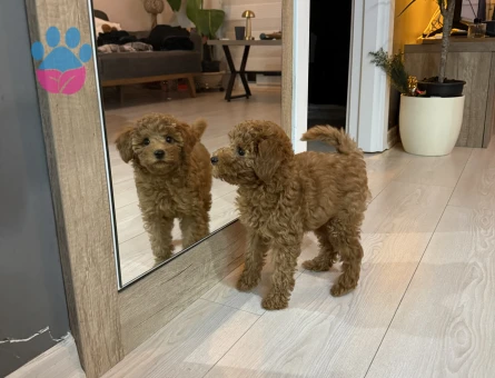 Poodle - 10846 - Görsel 4