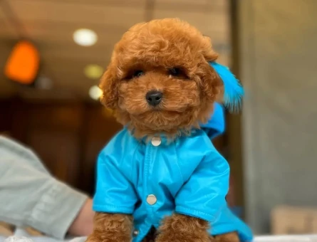 İstanbul'un en uygun TOYPOODLE yavruları mağazamızdan sizlere - 10847