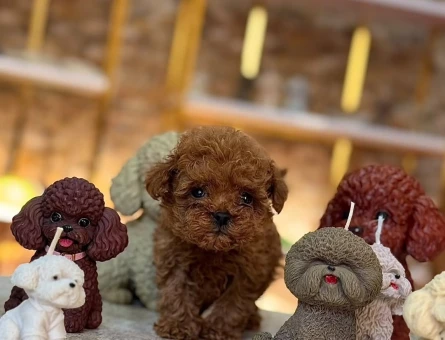 Her Renk ToyPoodle erkek ve dişi mevcuttur - 10848