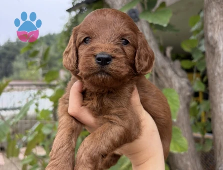 Özel Renk Red Maltipoo - 10850 - Görsel 2