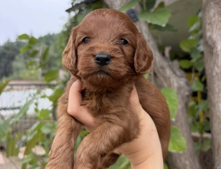 Özel Renk Red Maltipoo - 10850