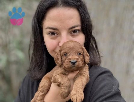Özel Renk Red Maltipoo - 10850 - Görsel 3