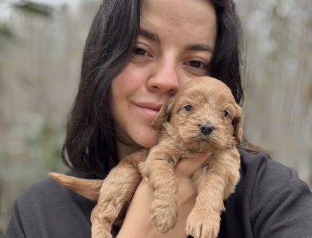 Özel Irk Maltipoo Yavruları | Bursa’dan Tüm Türkiye’ye - 10851