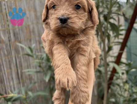 Özel Irk Maltipoo Yavruları Bursadan Tüm Türkiyeye - 10851 - Görsel 3