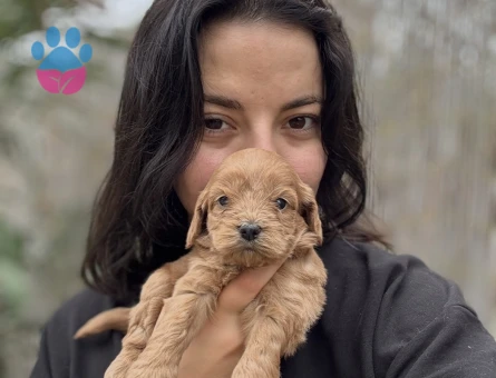 Özel Irk Maltipoo Yavruları Bursadan Tüm Türkiyeye - 10851 - Görsel 4