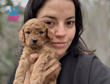 Tüm Türkiye'ye Toy Poodle Yavru - 10852