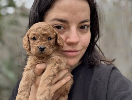 Tüm Türkiye'ye Toy Poodle Yavru - 10852