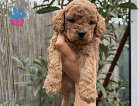 Tüm Türkiyeye Toy Poodle Yavru - 10852 - Görsel 3