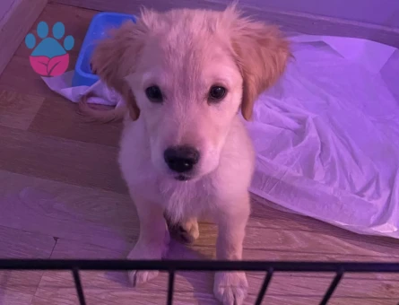 3 AYLIK GOLDEN KIZIMI SAHİPLENDİRMEK İSTİYORUM