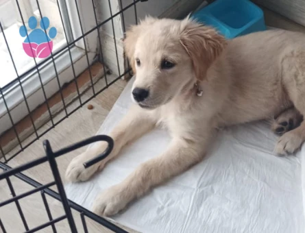 3 AYLIK GOLDEN KIZIMI SAHİPLENDİRMEK İSTİYORUM