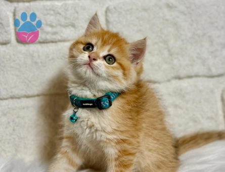 British Shorthair Ny21 Golden Erkek 2 Aylık