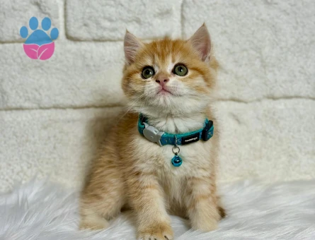 British Shorthair Ny21 Golden Erkek 2 Aylık