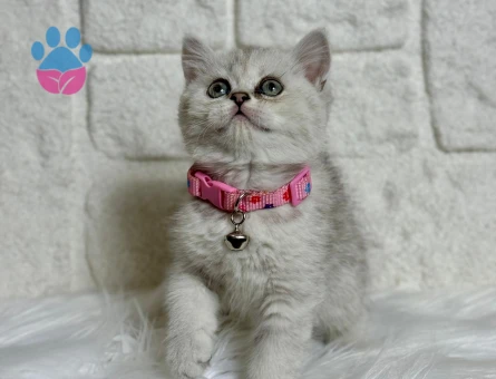 British Shorthair Silver Ns11 Dişi 2 Aylık