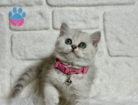 British Shorthair Silver Ns11 Dişi 2 Aylık