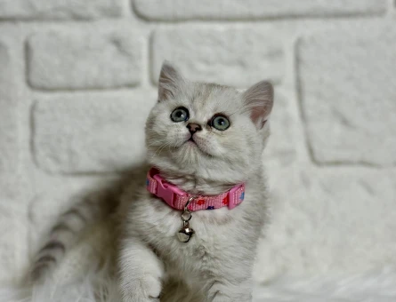 British Shorthair Silver Ns11 Dişi 2 Aylık