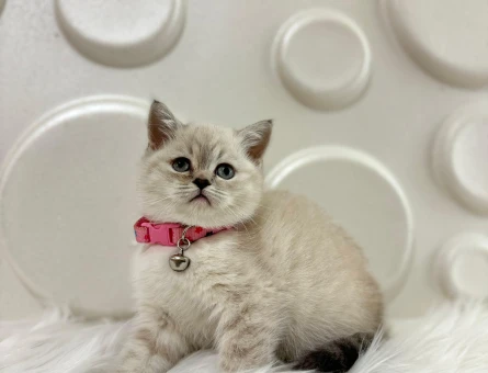 British Shorthair Lynx Point Dİşi 2 Aylık