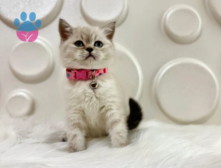 British Shorthair Lynx Point Dİşi 2 Aylık