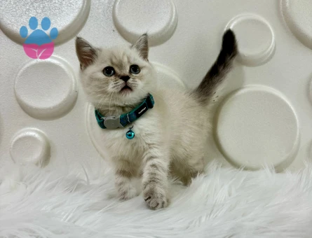 British Shorthair Lynxpoint Erkek 2 Aylık